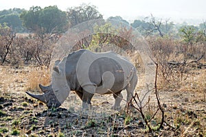 Rhino grazing in Pilanesberg National Park