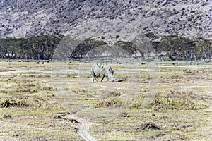 The rhino grazing in the savannah