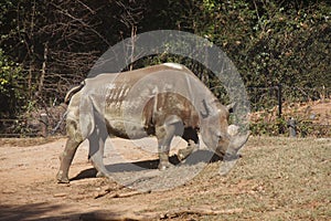 Rhino Grazing up Hill
