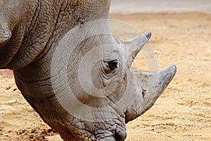 Rhino head close up in zoo in bavaria