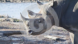 Rhino head shot