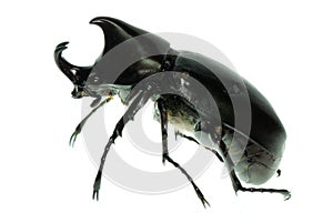 Rhino hercules beetle photo