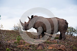 Rhino on the hill at safari park in Sauth Africa photo