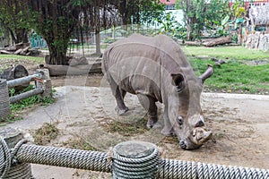 Rhino in the Ho Chi Minh zoo