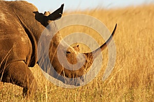 Rhino Horn photo