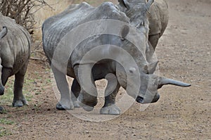 Rhino horn photo