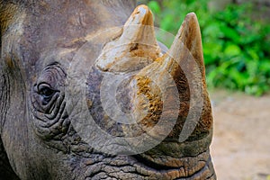 Rhino horn mammal animal closeup in zoo