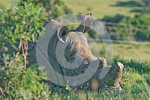 Rhino with horn removed