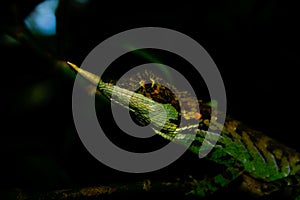 Rhino horned lizard closeup in mountain jungle, Pidurutalagala photo