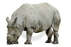 Rhino Isolated