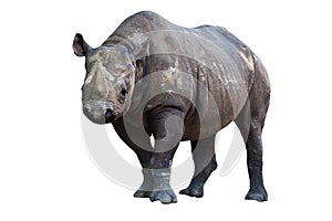 Rhino isolated on white background