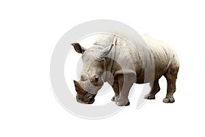 Rhino