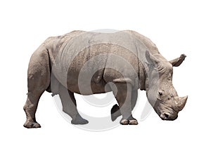 Rhino isolated on white photo