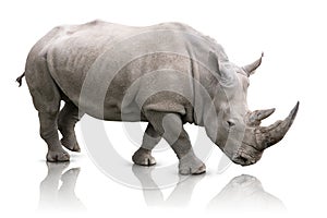 Rhino isolated photo