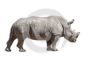 Rhino isolated on white