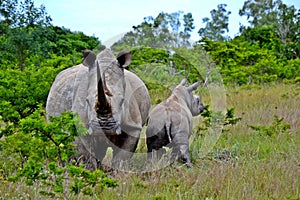 Rhino with its calf in private game reserve in South Africa