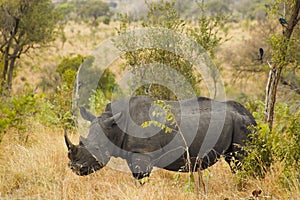 Rhino in the Kruger National Park