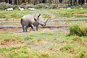 Rhino at Lake Nakuru National Park