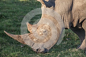 Rhino with long horn eating grass