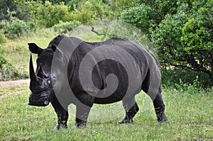 Rhino look