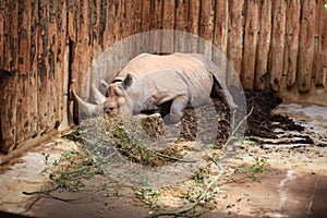 Rhino lying down