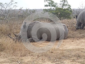 Rhino lying down