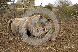 Rhino lying on the ground