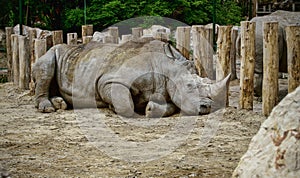 Rhino lying on the ground