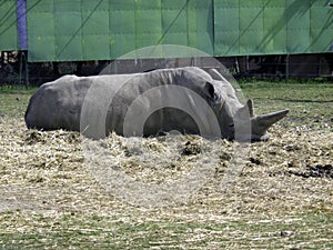 Rhino lying on the ground