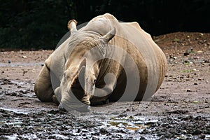 A rhino is lying on the ground