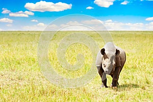 Rhino in Masai Mara National Park. Kenya, Africa photo