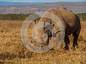Rhino in Masai Mara park, Kenya