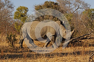 Rhino on morning stroll