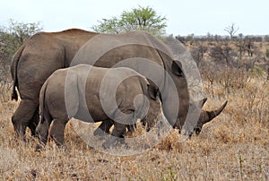 Rhino mother with 2 calf,Kruger NP,South Africa