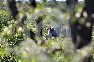 Rhino n the distance, green lucious trees, creative imagery.