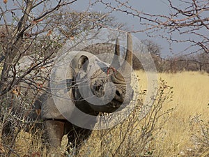 Rhino in Namibia