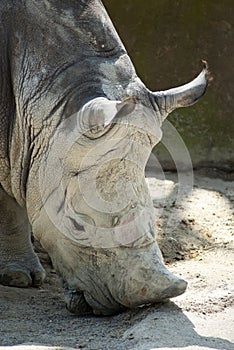 Rhino with no horn portrait