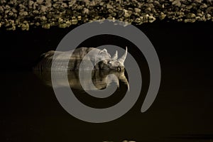 A rhino at Okaukeujo waterhole