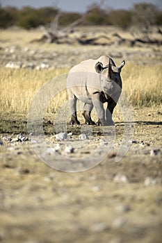 A rhino in open savannah