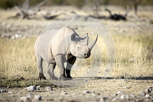 A rhino in open savannah