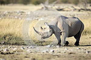 A rhino in open savannah