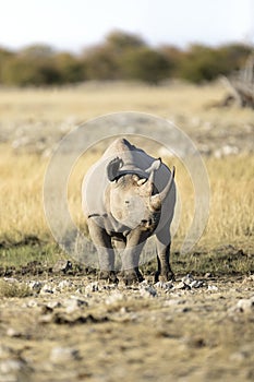 A rhino in open savannah