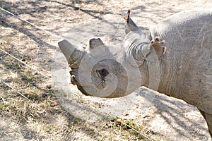 A Rhino at orphanage of Ol Pejeta Conservancy, Kenya photo