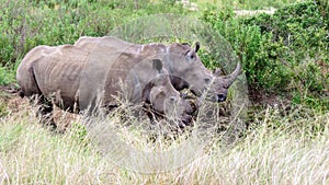 Rhino pair at grassy waterhole.