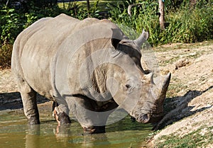 Rhino in Pond