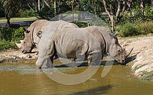 Rhino in Pond