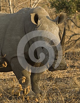 Rhino portrait