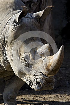 Rhino portrait