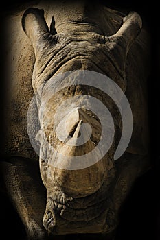 Rhino portrait