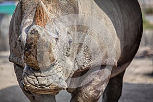 Rhino portrait photo